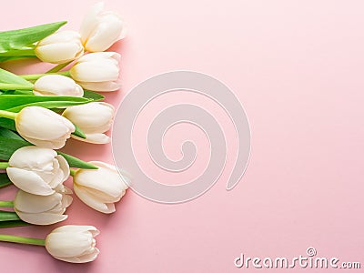 White tender tulips on lightpink background Stock Photo