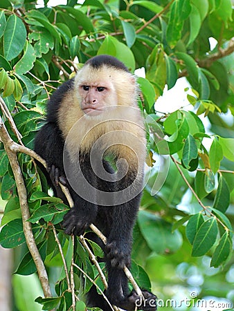 White-throated Capuchin monkey Stock Photo