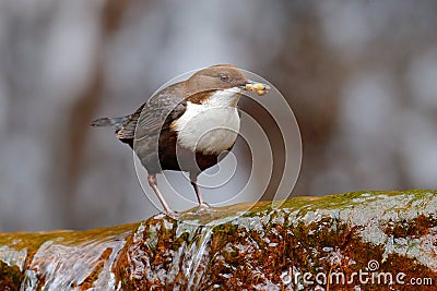 White-throated Dipper, Cinclus cinclus, brown bird with white throat in the river, waterfall in the background, animal behavior in Stock Photo