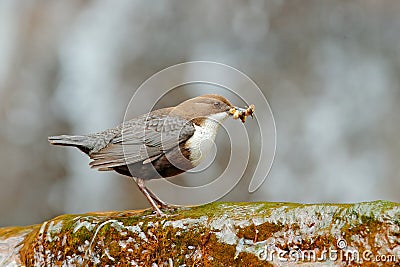 White-throated Dipper, Cinclus cinclus, brown bird with white throat in the river, waterfall in the background, animal behaviour i Stock Photo