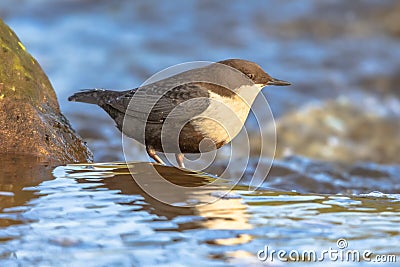 White throated dipper foraging in streaming water Stock Photo