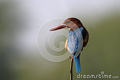 White throated kingfisher Stock Photo