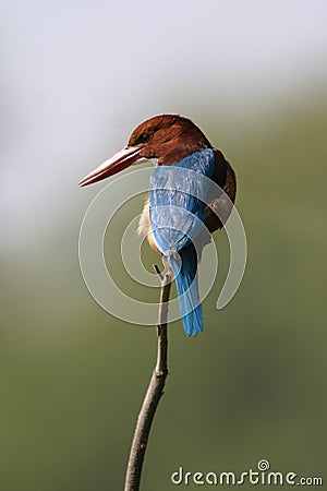 White throated kingfisher Stock Photo