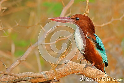 White throated kingfisher bird, natural, nature, wallpaper Stock Photo