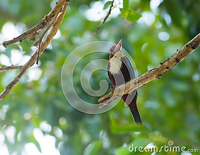 WHITE THROATED KINGFISHER BIRD Stock Photo