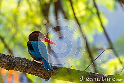 White-throated kingfisher Halcyon smyrnensis perched Stock Photo