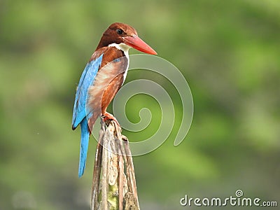 A White-throated Kingfisher is looking for a fish Stock Photo