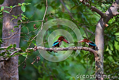 White throated Kingfisher pair, Halcyon smyrnensis, Panna Tiger Reserve Stock Photo