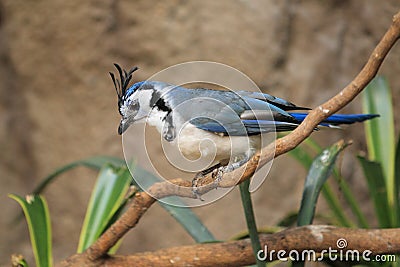 White-throated magpie jay Stock Photo