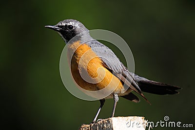 White-throated Robin Stock Photo