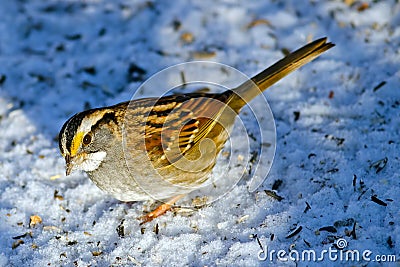 White-Throated Sparrow Stock Photo