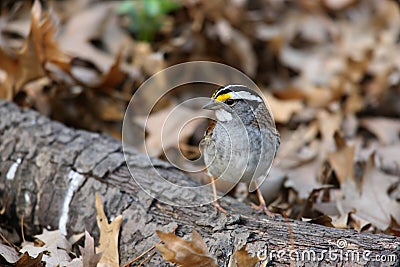 White-throated Sparrow Stock Photo