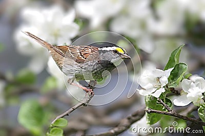 White-throated Sparrow With Apple Blossoms Stock Photo