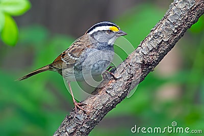 White-Throated Sparrow Stock Photo