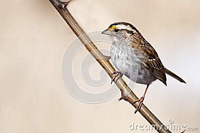 White-throated Sparrow Standing on a Branch Stock Photo