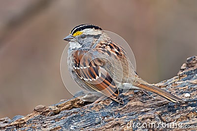 White-Throated Sparrow Stock Photo