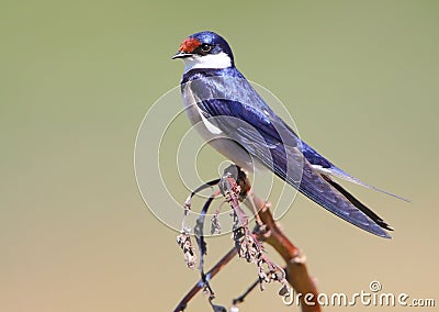 White Throated Swallow Stock Photo