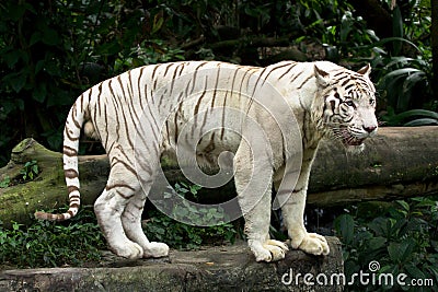 White tiger Stock Photo