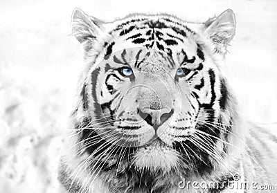 White tiger Stock Photo