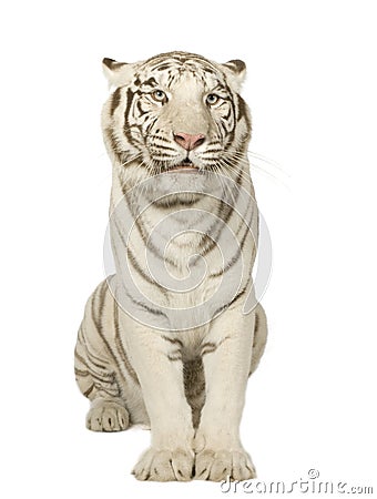 White Tiger (3 years) Stock Photo