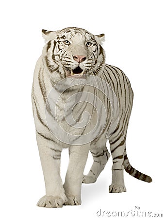 White Tiger (3 years) Stock Photo