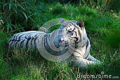 White Tiger Stock Photo