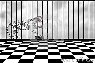 White tiger Stock Photo