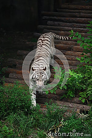 White tiger Stock Photo