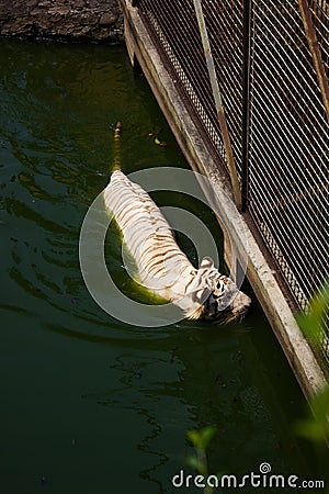 A white tiger of bengala swimming Stock Photo