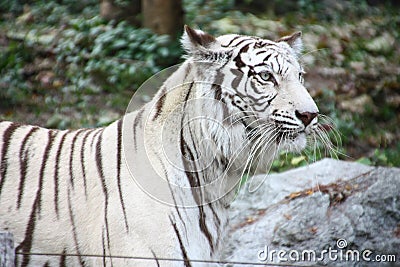 White tiger Stock Photo