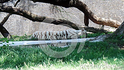 White tiger with brown strips sleeping under tree Stock Photo