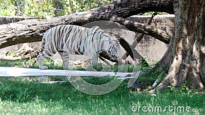 White tiger with brown strips walking in woods Stock Photo