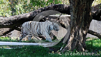 White tiger with brown strips walking in woods Stock Photo