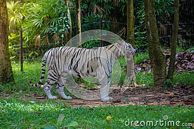 White Tiger Stock Photo