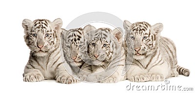 White Tiger cub (2 months) Stock Photo