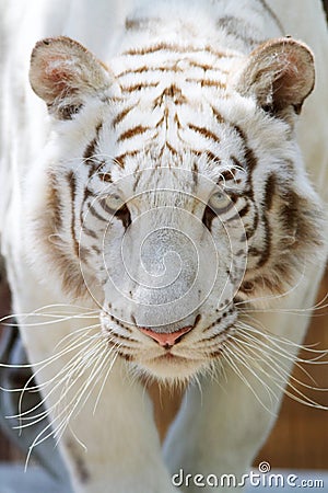 White tiger head closeup Stock Photo