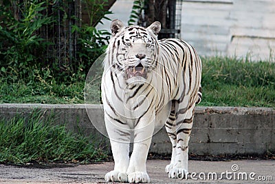 White tiger Stock Photo