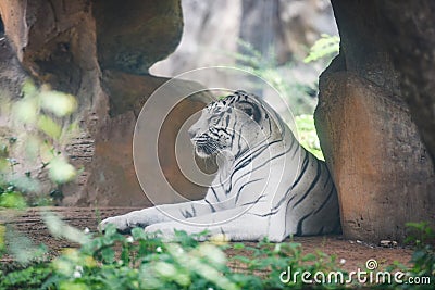 White Tiger lying on ground in farm zoo at national park / Bengal Tiger Stock Photo