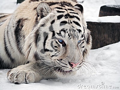 White tiger Panthera tigris bengalensis at the snow portrait Stock Photo