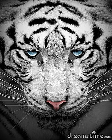 White tiger profile , animal isolated , wildlife hunter Stock Photo