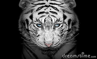 White tiger profile , animal isolated , wildlife hunter Stock Photo