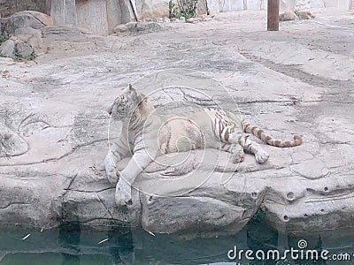 White tiger`s comfortable life Stock Photo
