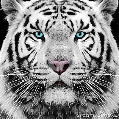 White Tiger Stock Photo