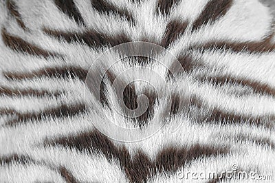 White tiger skin Stock Photo