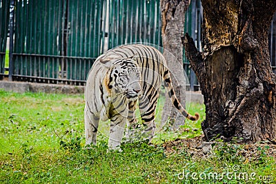 White tiger standing in a zoo Stock Photo