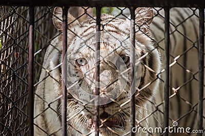 The white tiger in the steel cage. Stock Photo