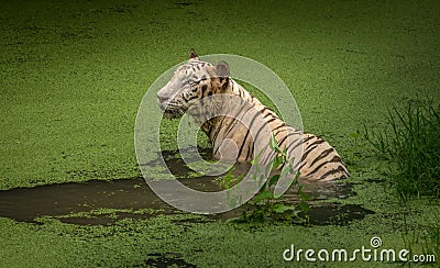 White tiger submerged in a swamp at Sunderban tiger reserve. White Bengal tigers can be rarely seen out of captivity. Stock Photo