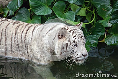 White Tiger Swimming Stock Photo