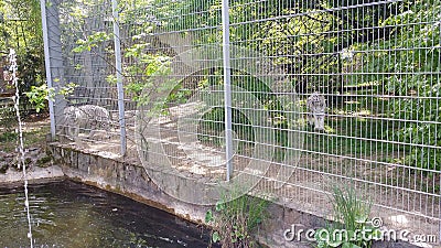 White tiger walking in a cage Stock Photo