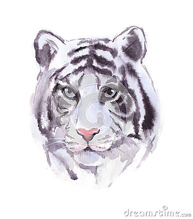 White tiger Cartoon Illustration